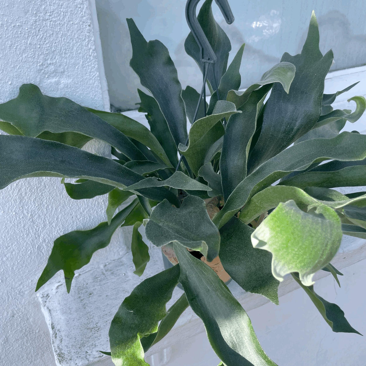 Platycerium bifurcatum (Staghorn fern)