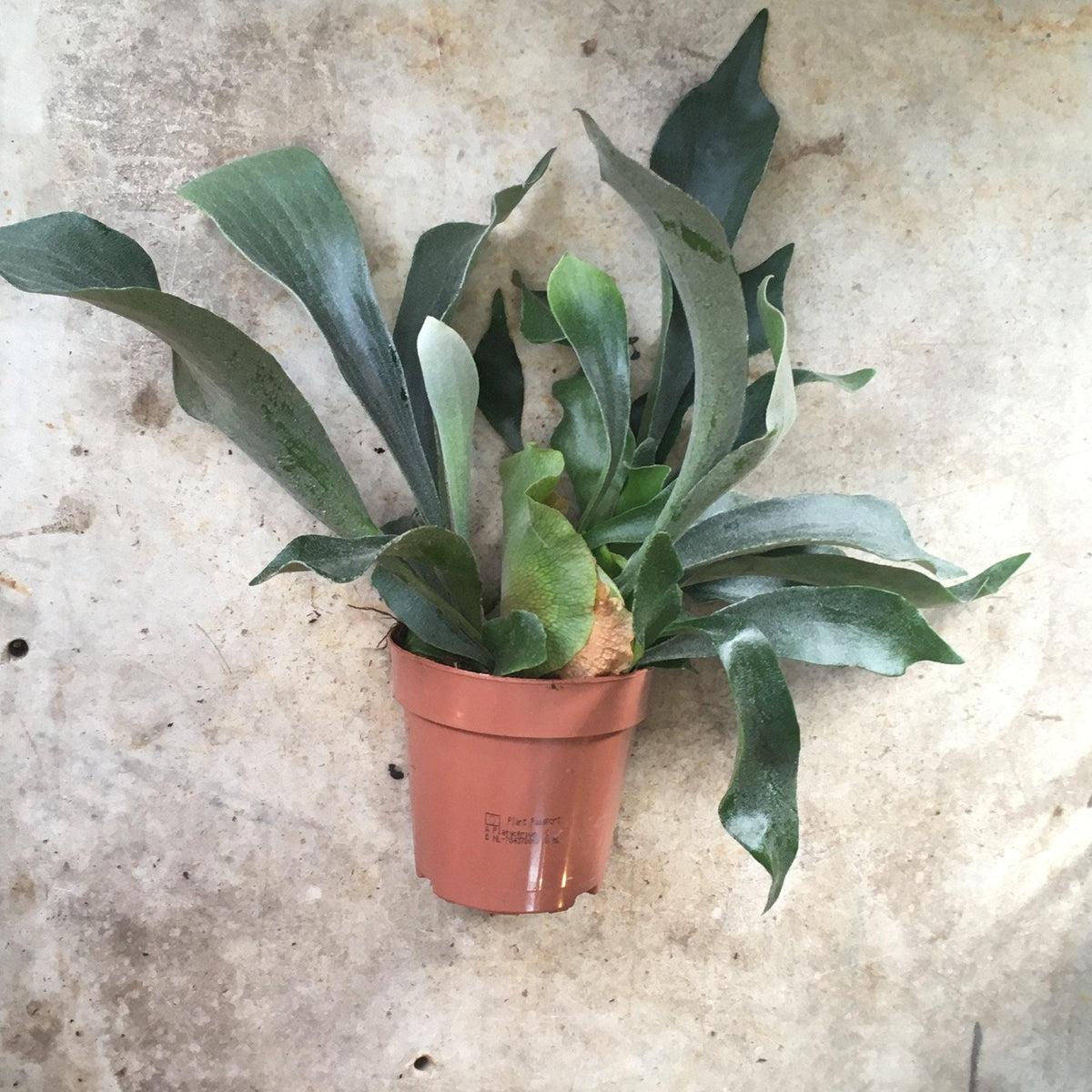 Platycerium bifurcatum (Staghorn fern)