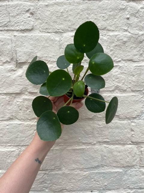 Pilea peperomioides (Chinese Money Plant)