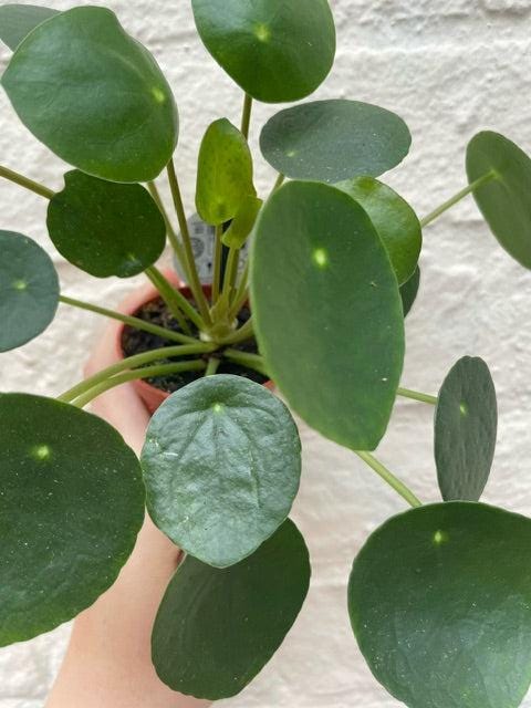 Pilea peperomioides (Chinese Money Plant)