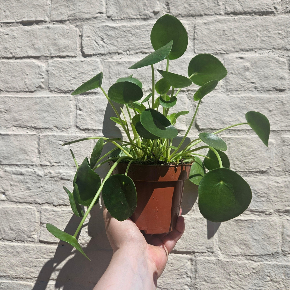 Pilea peperomioides (Chinese Money Plant)