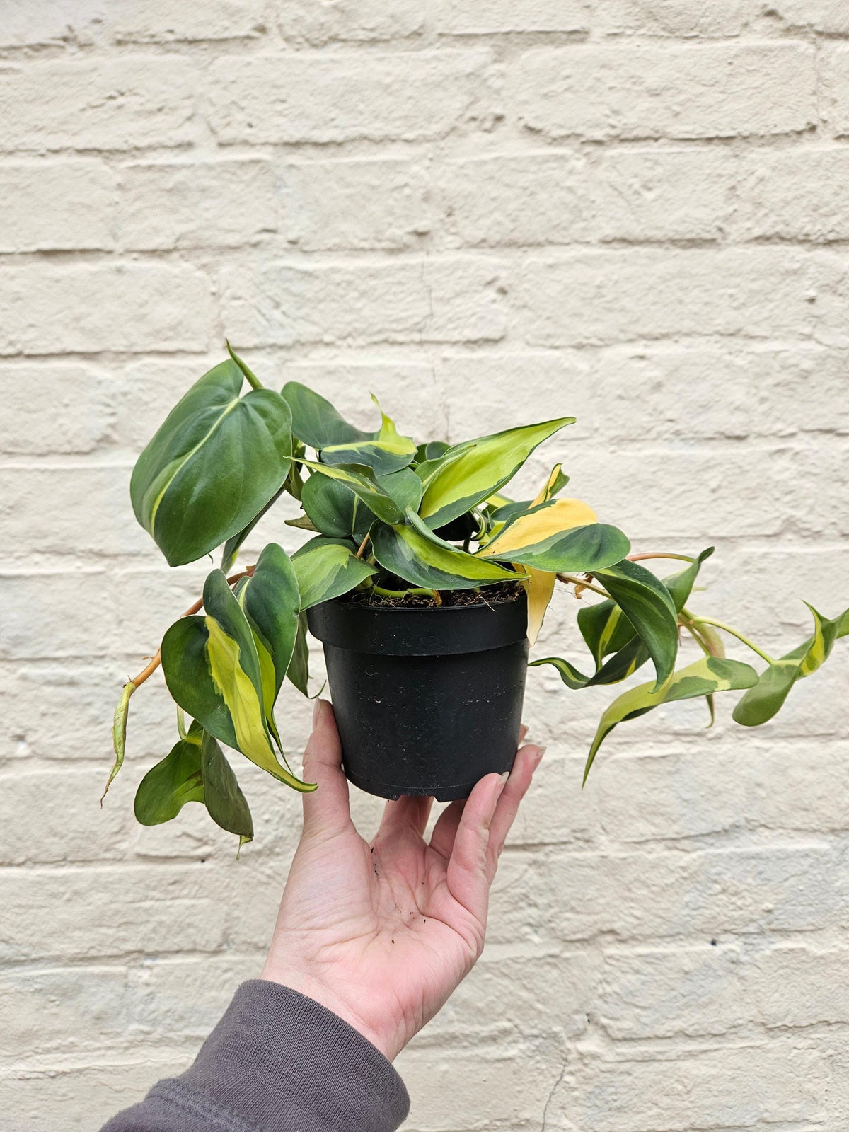 Philodendron Hederaceum 'Brasil' Houseplant - Trailing Plant