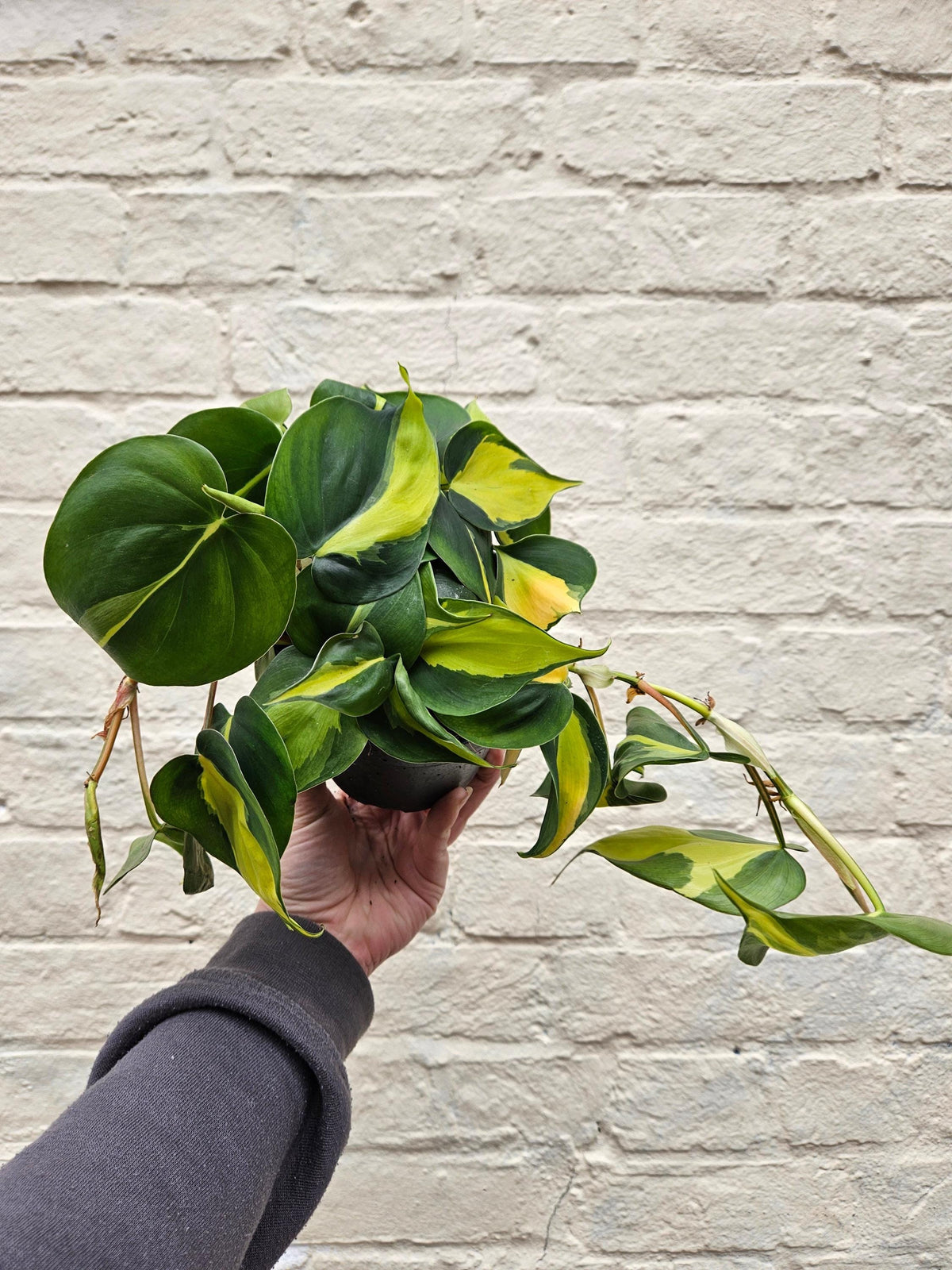 Philodendron Hederaceum 'Brasil' Houseplant - Trailing Plant
