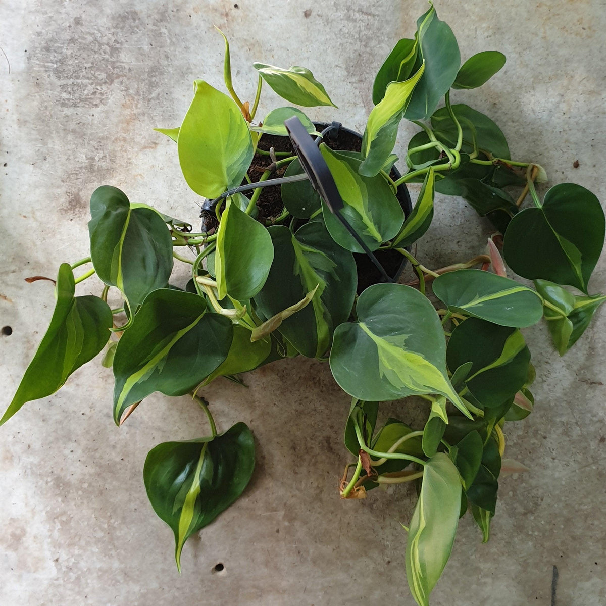 Philodendron Hederaceum 'Brasil' Houseplant - Trailing Plant