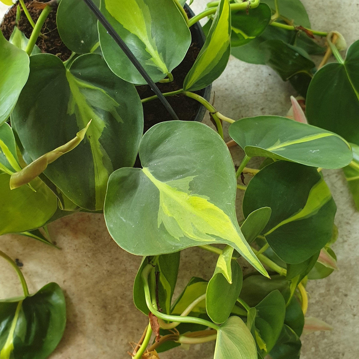 Philodendron Hederaceum 'Brasil' Houseplant - Trailing Plant