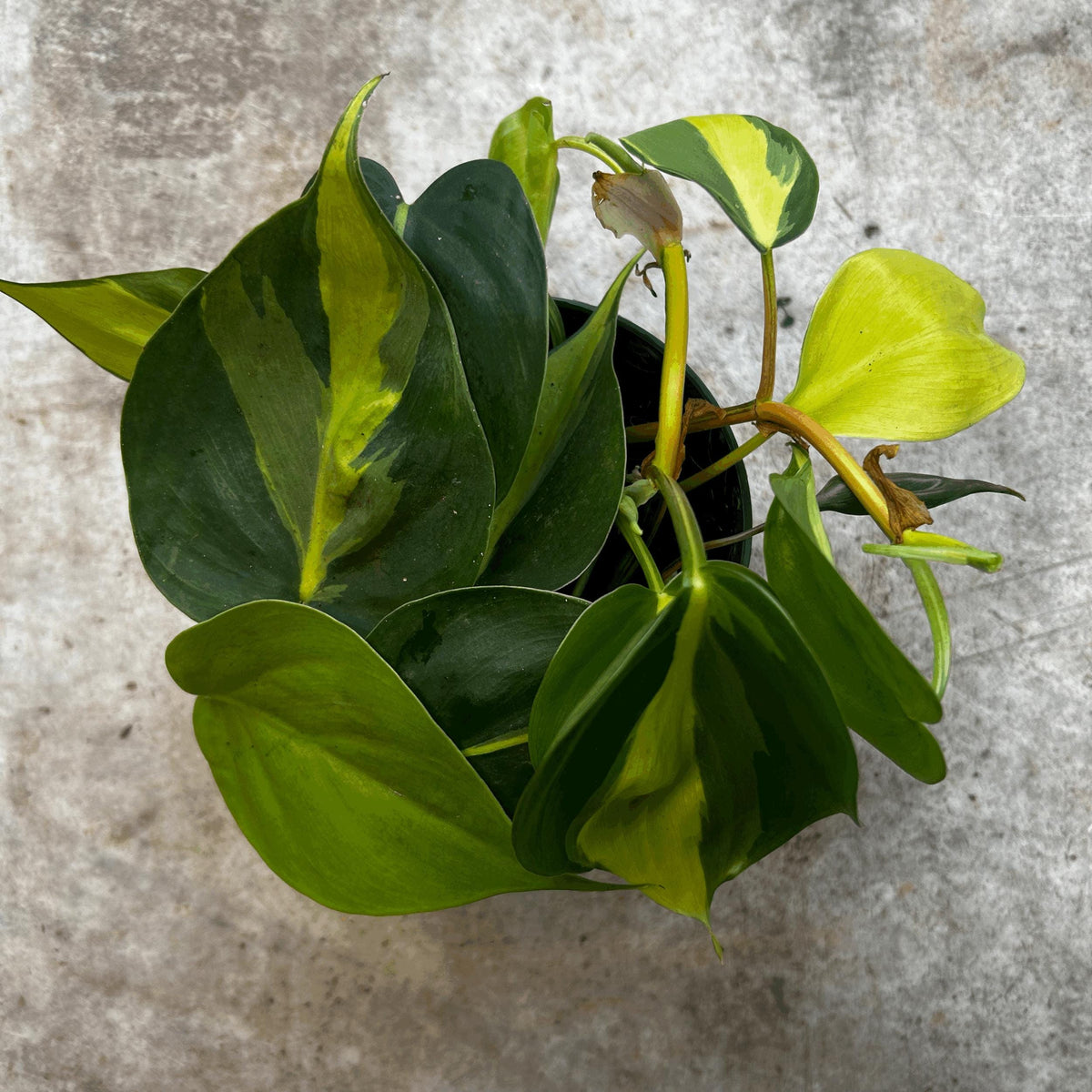 Philodendron Hederaceum 'Brasil' Houseplant - Trailing Plant