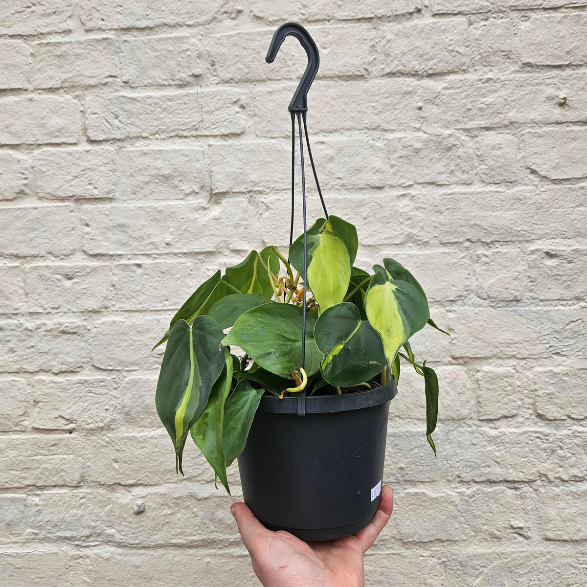 Philodendron Hederaceum 'Brasil' Houseplant - Trailing Plant