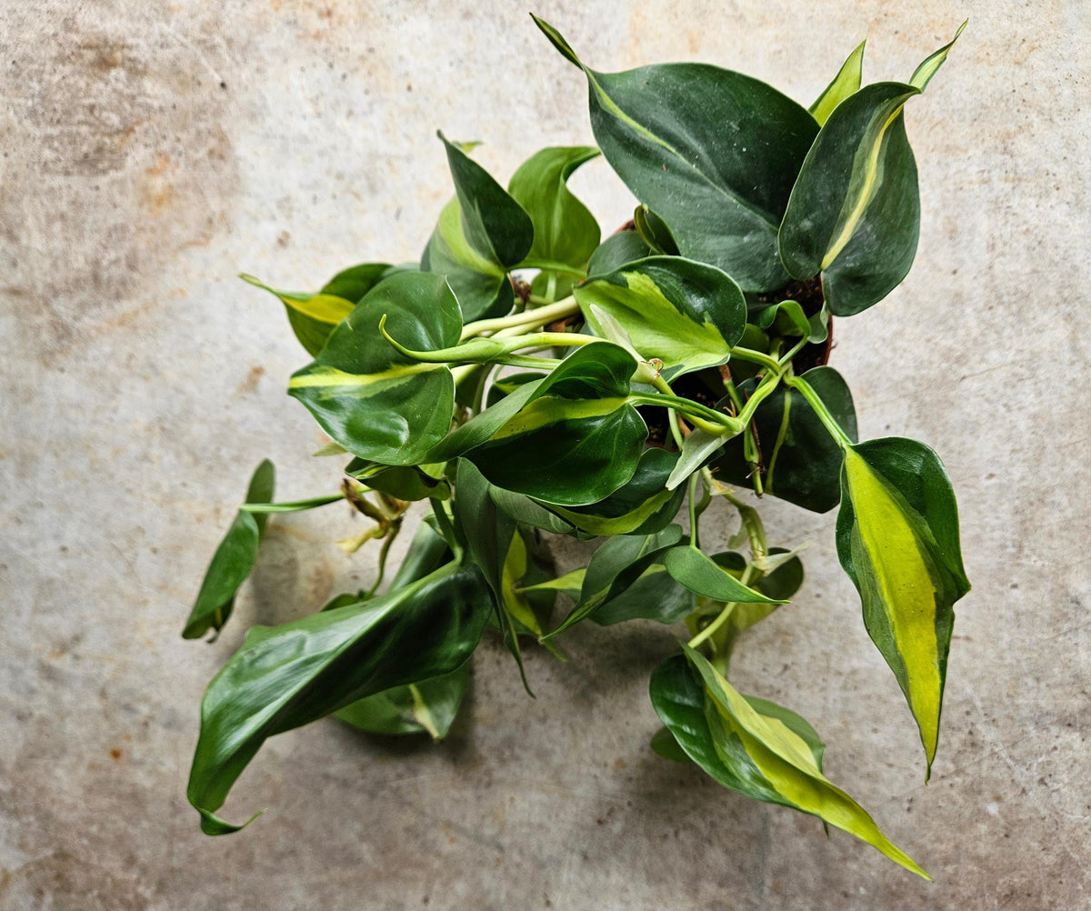 Philodendron Hederaceum 'Brasil' Houseplant - Trailing Plant