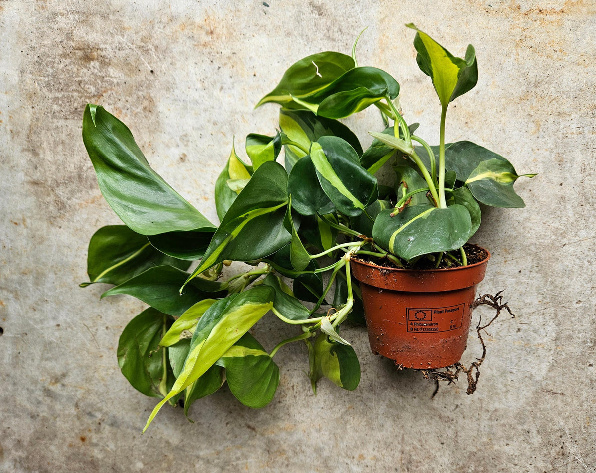 Philodendron Hederaceum 'Brasil' Houseplant - Trailing Plant