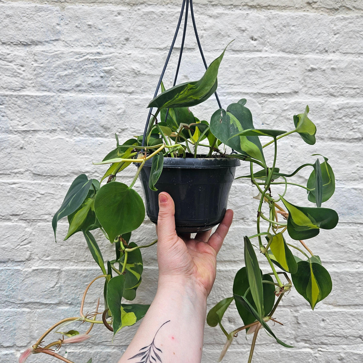 Philodendron Hederaceum 'Brasil' Houseplant - Trailing Plant