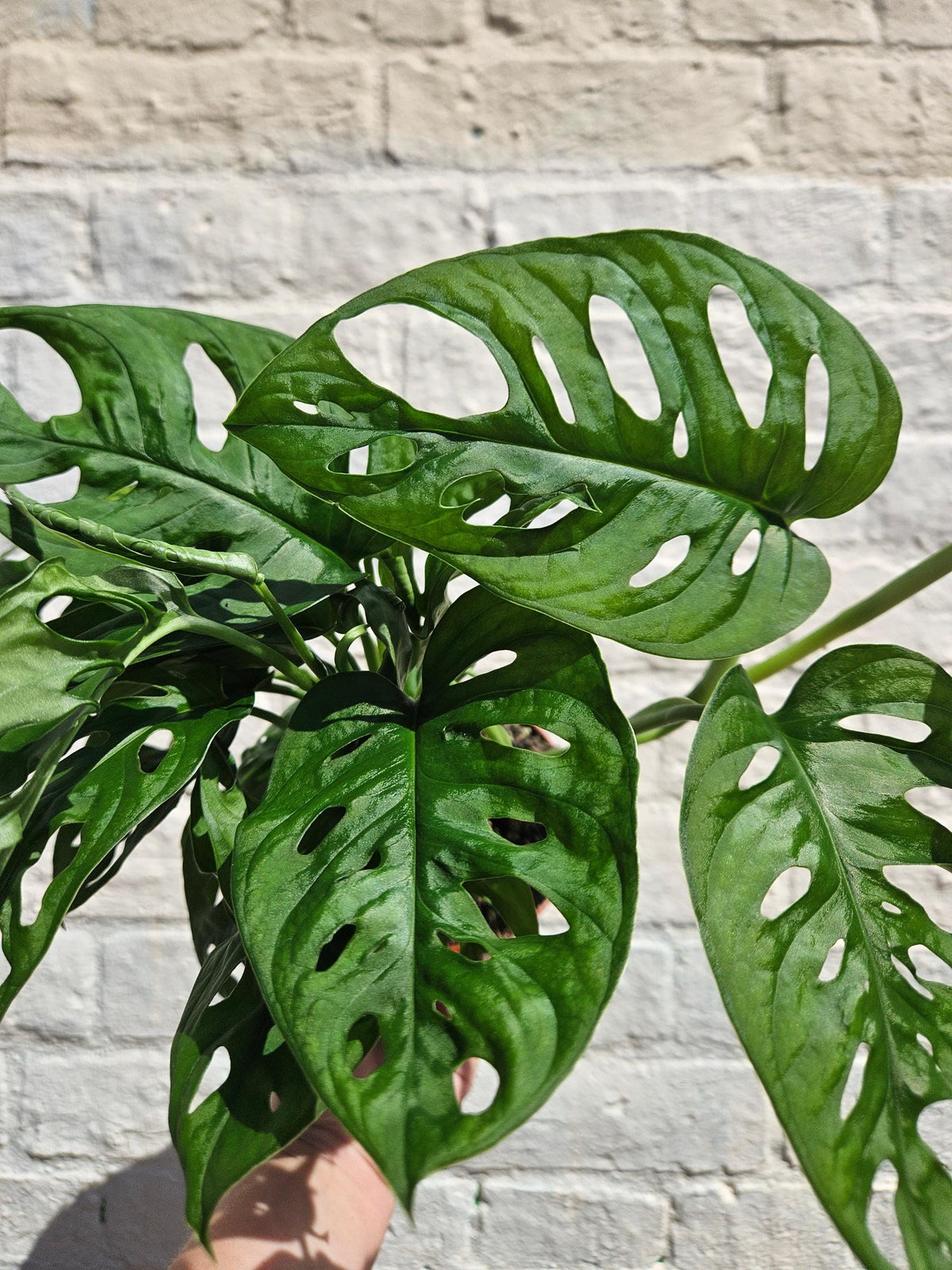 Monstera adansonii 'Monkey Mask'