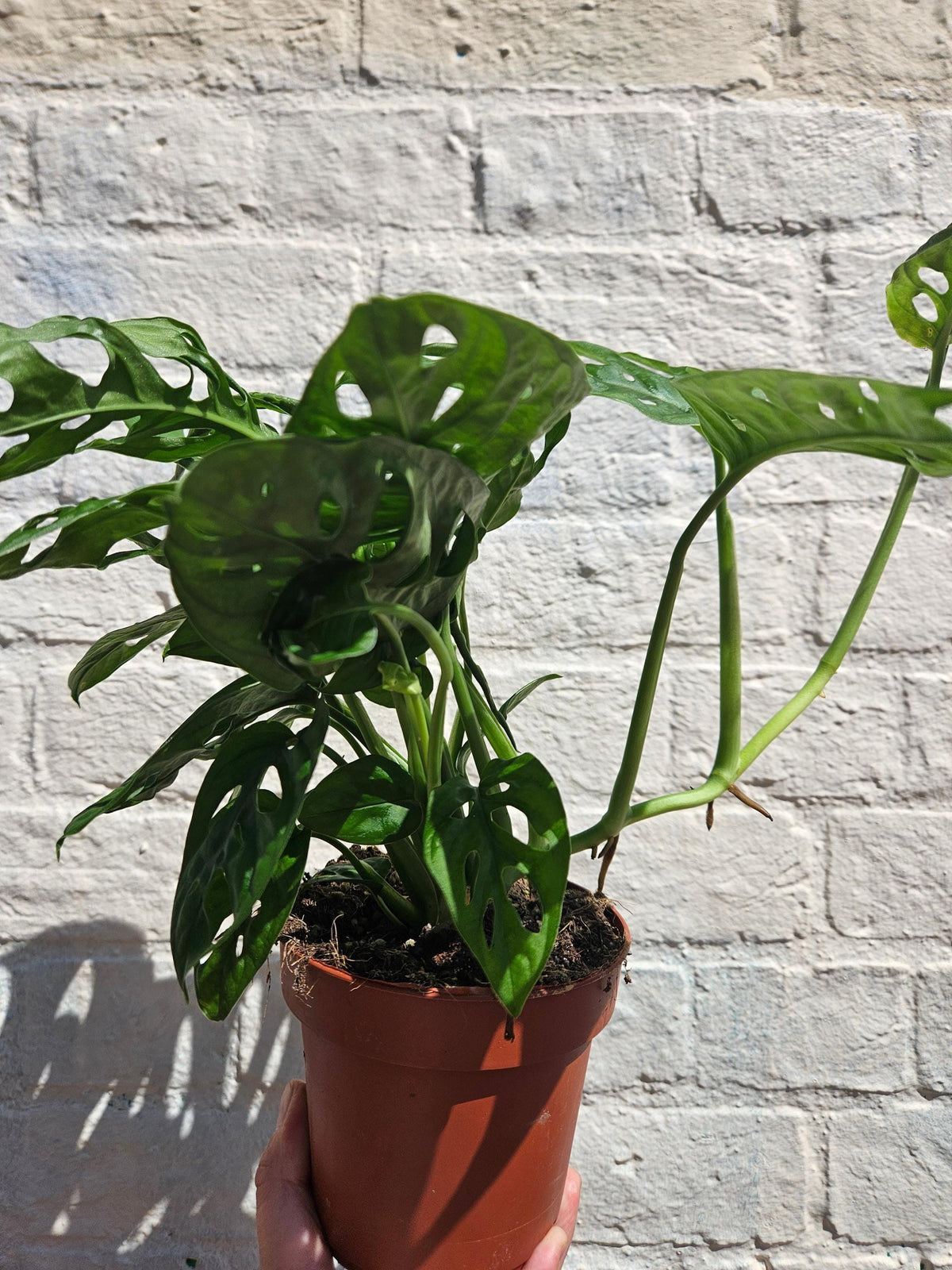 Monstera adansonii 'Monkey Mask'
