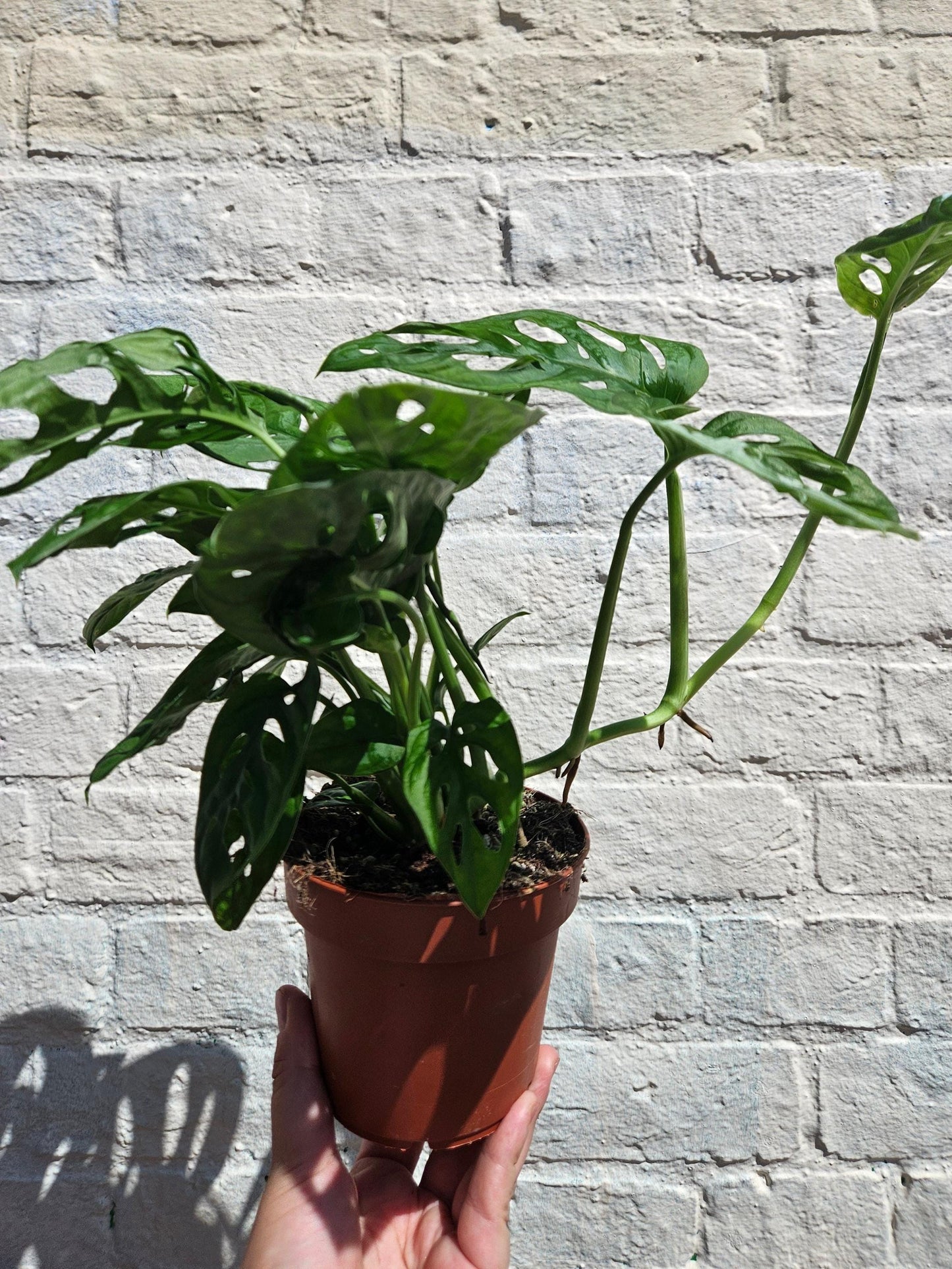 Monstera adansonii 'Monkey Mask'