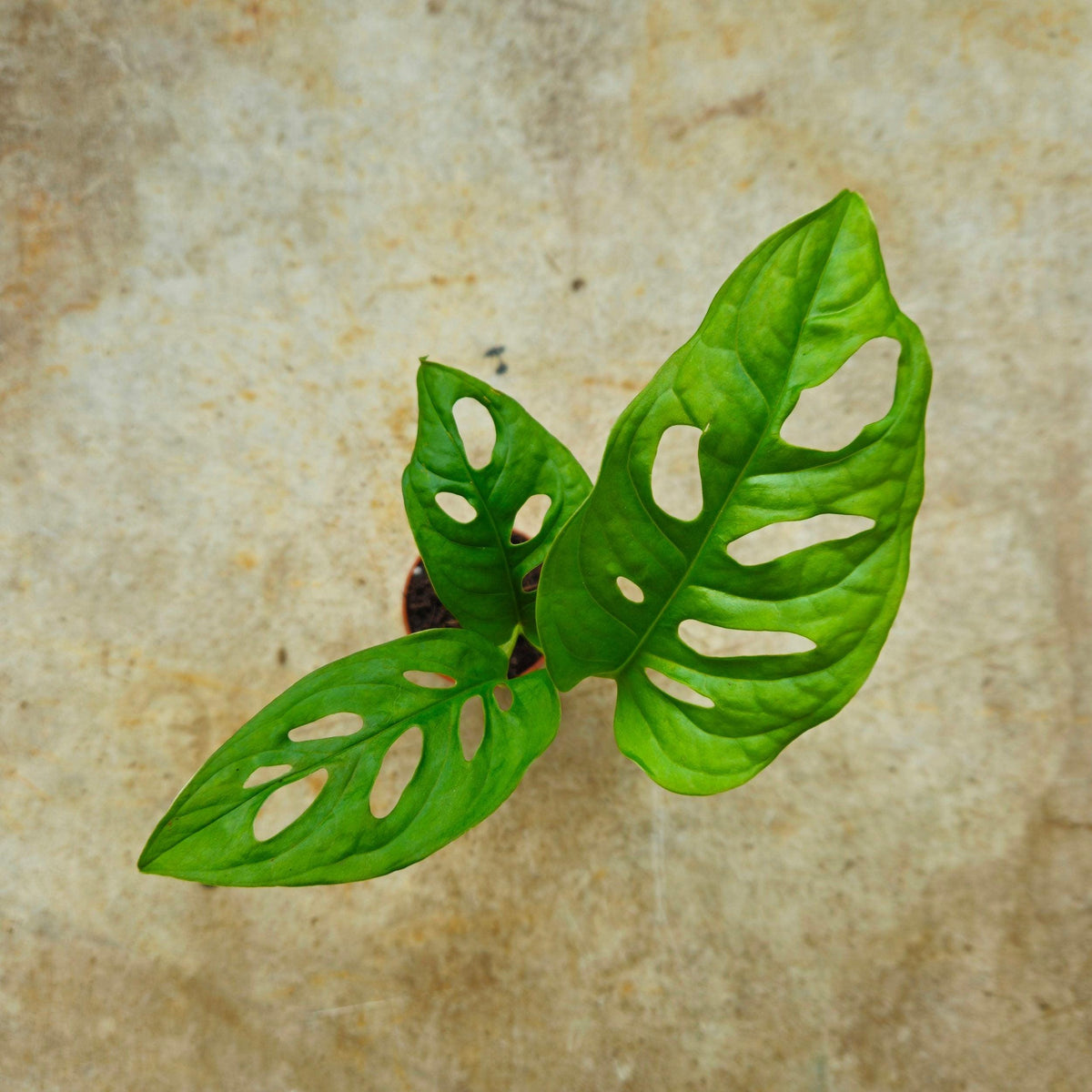 Monstera adansonii 'Monkey Mask'