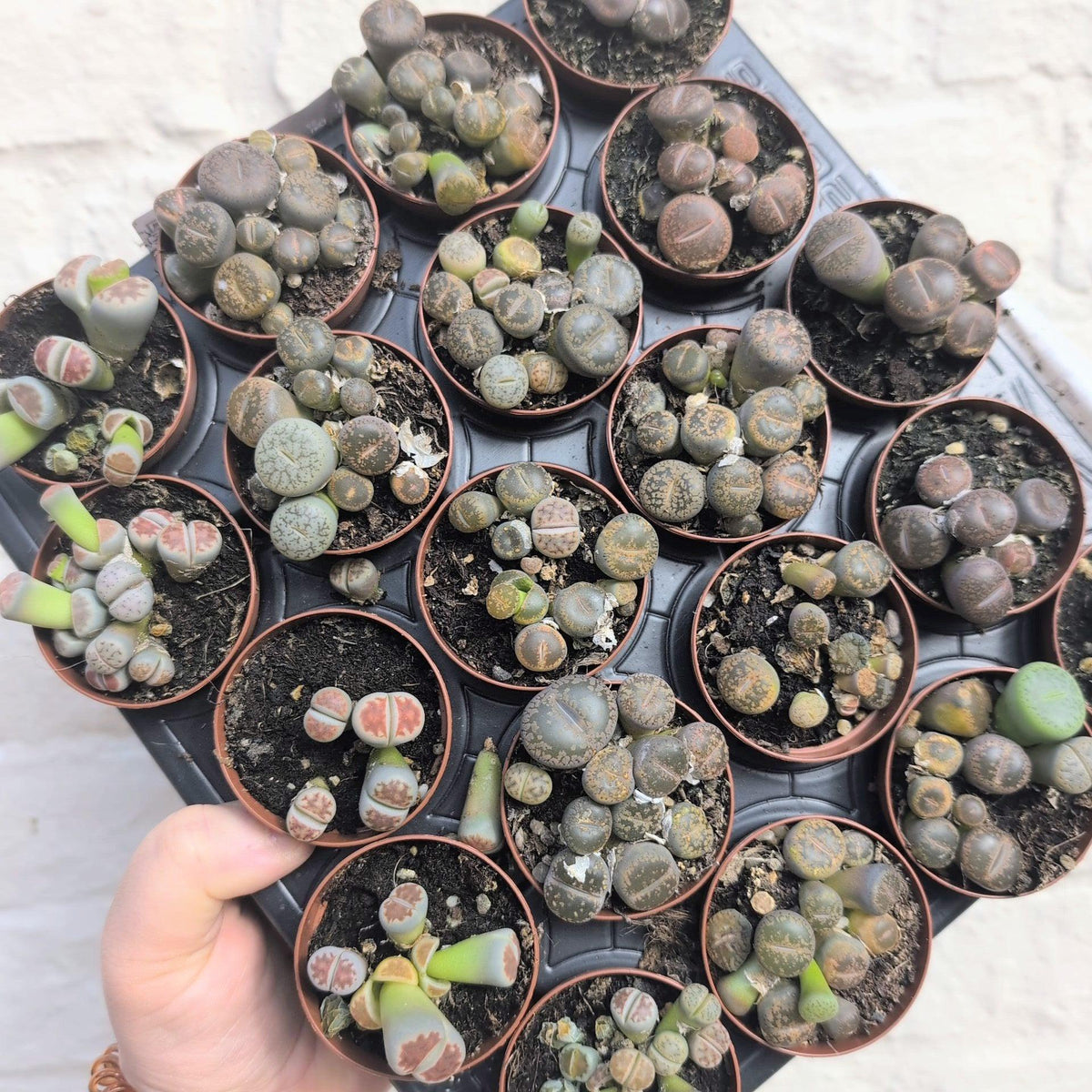 Lithops (Living Stones)