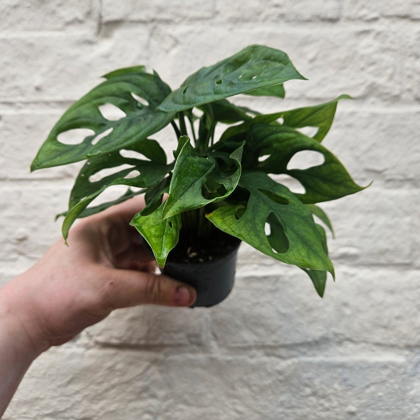 Monstera adansonii 'Monkey Mask'