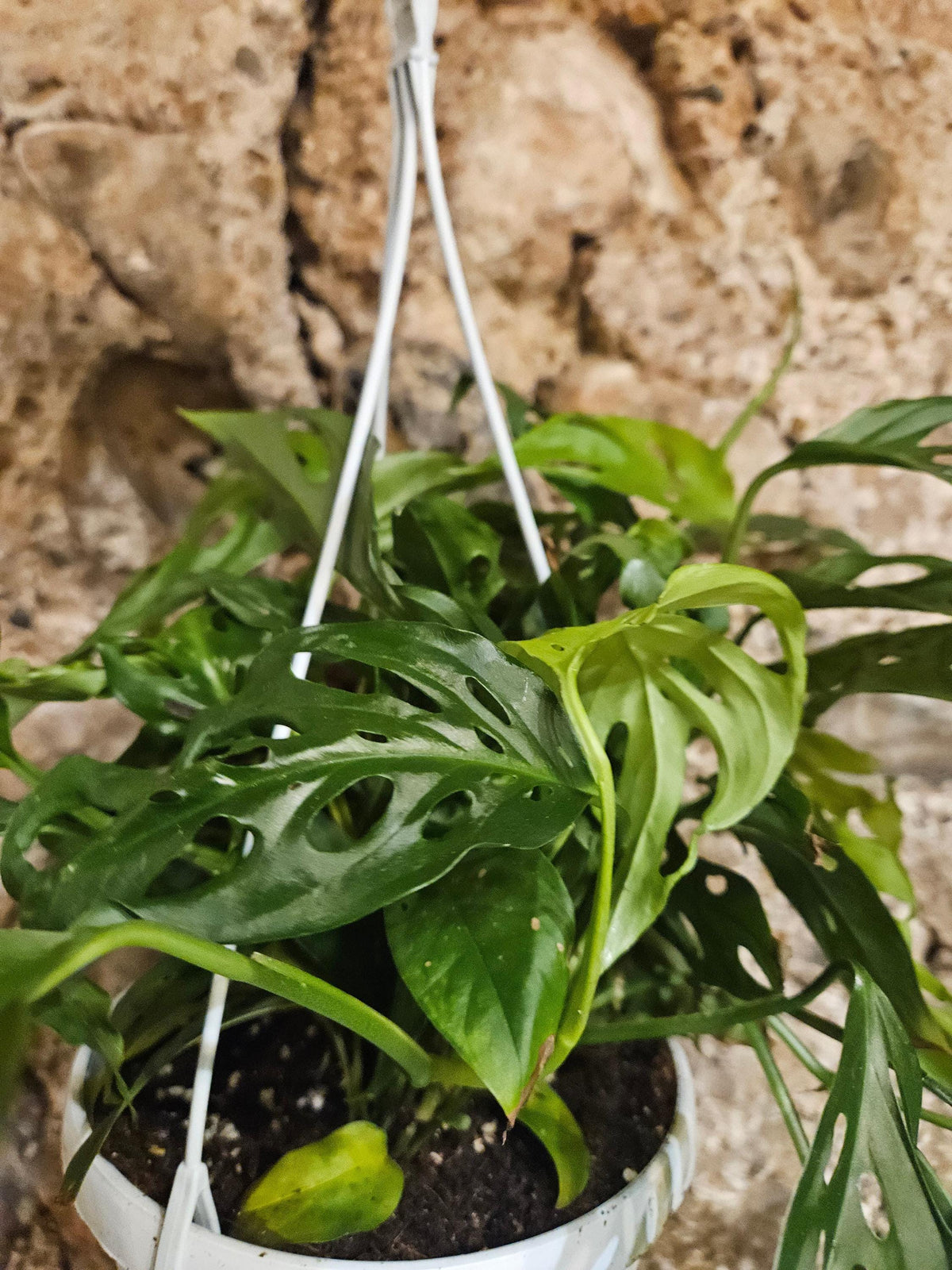 Monstera adansonii 'Monkey Mask'