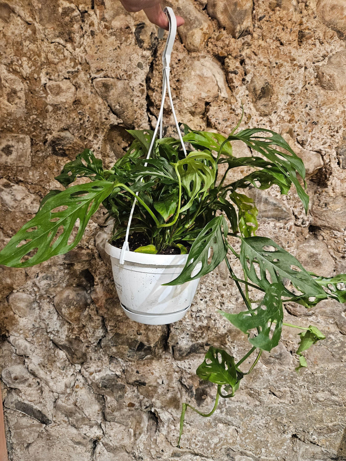 Monstera adansonii 'Monkey Mask'