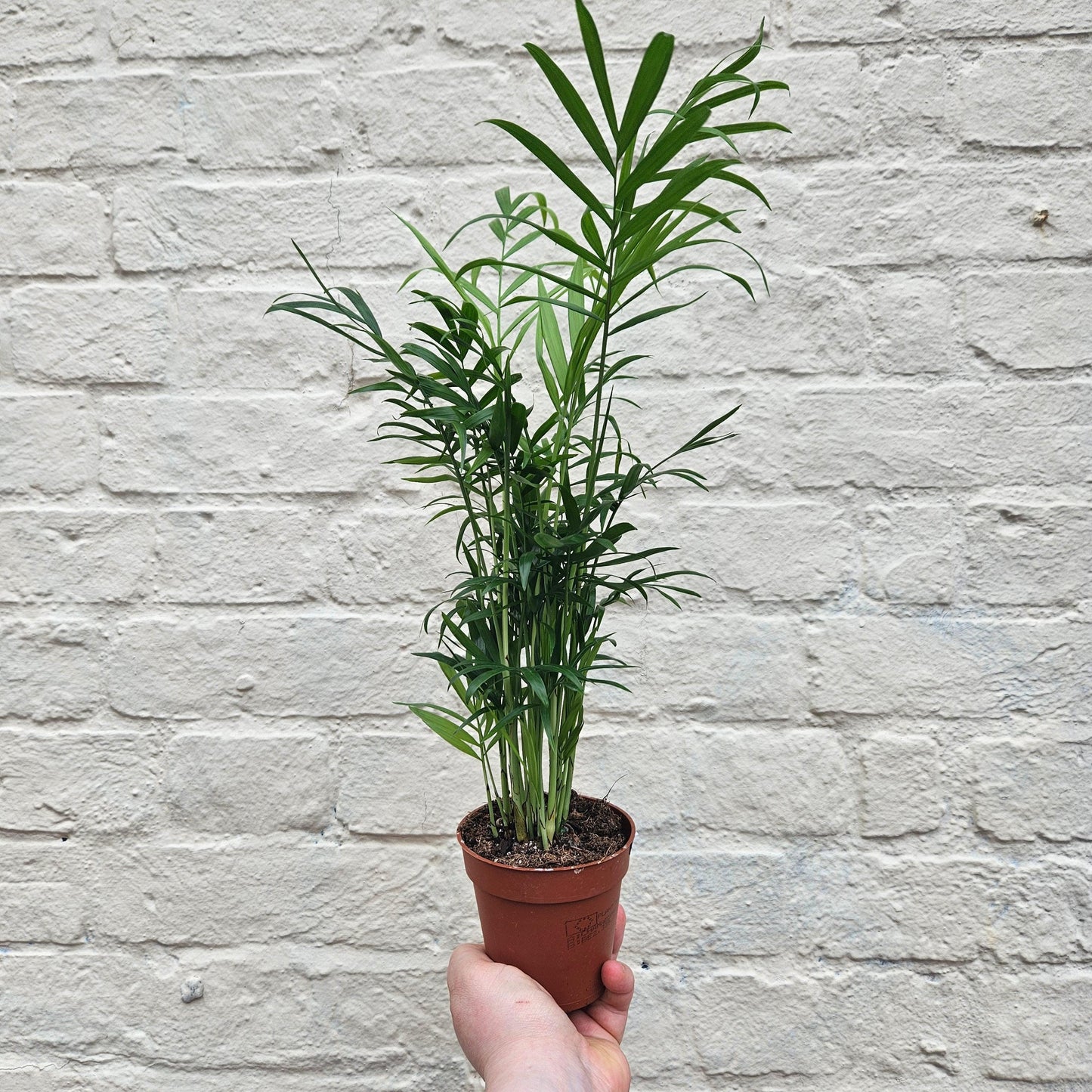 Chamaedorea elegans (Parlour palm)