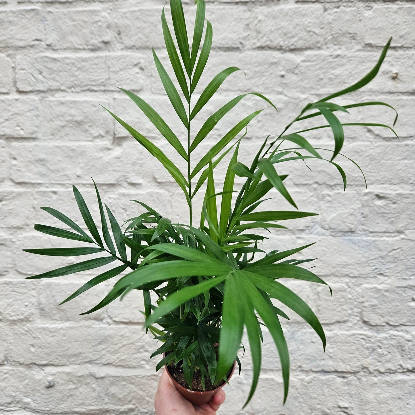 Chamaedorea elegans (Parlour palm)