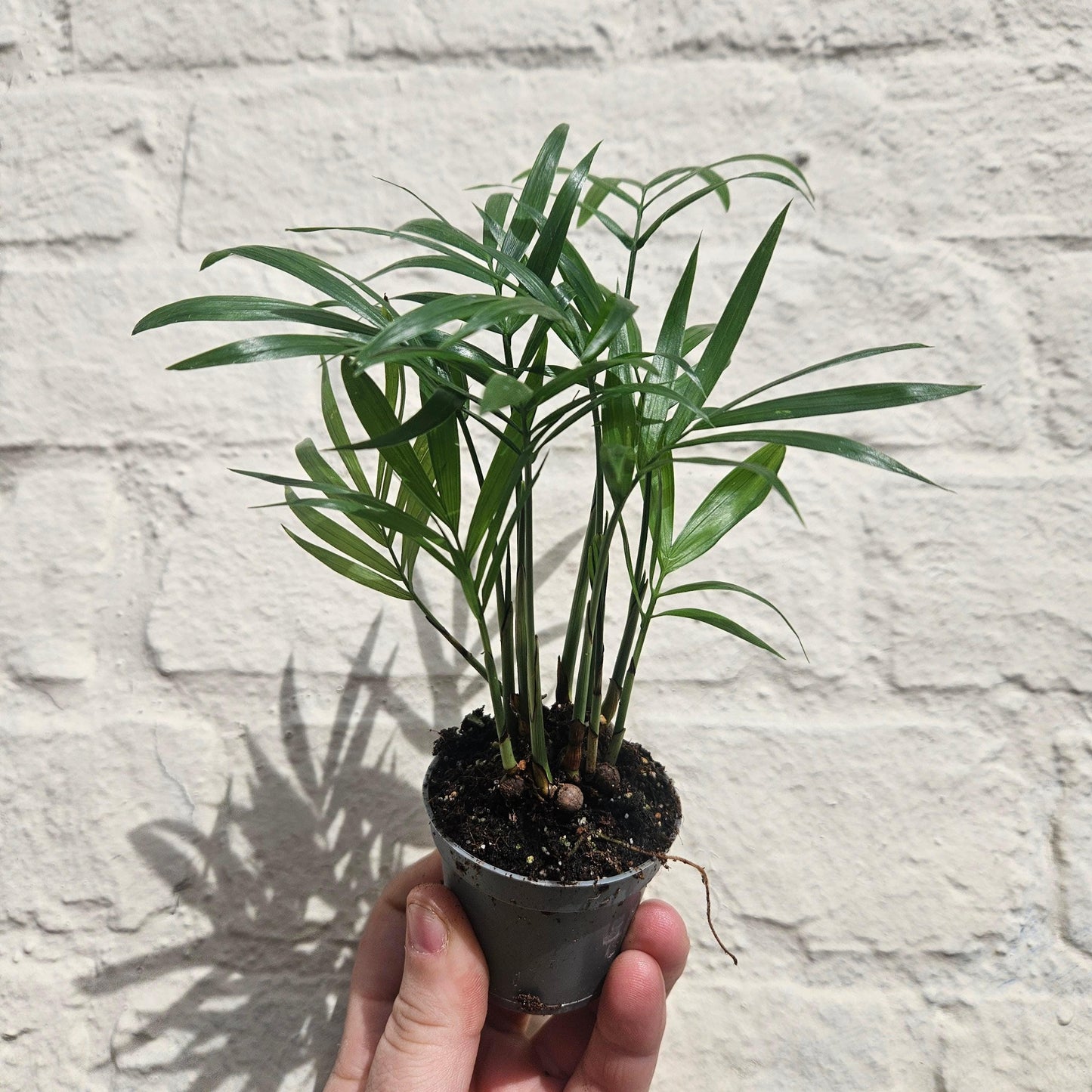 Chamaedorea elegans (Parlour palm)