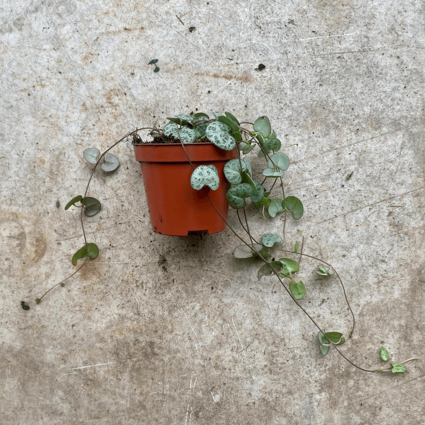 Ceropegia woodii (String of Hearts)