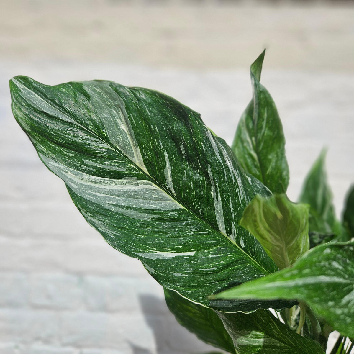 Variegated Peace Lily Plant - Spathiphyllum 'Diamond' Houseplant