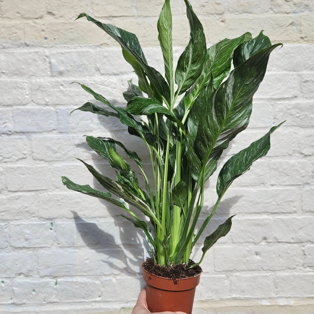 Variegated Peace Lily Plant - Spathiphyllum 'Diamond' Houseplant