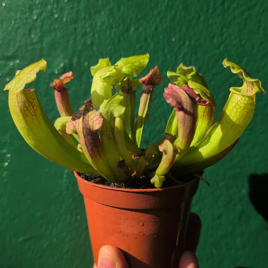 Sarracenia Plant - Trumpet Pitcher Plant