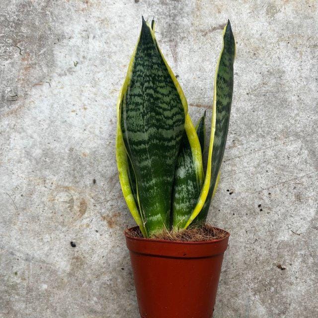 Sansevieria 'Futura Superba' (Snake Plant)