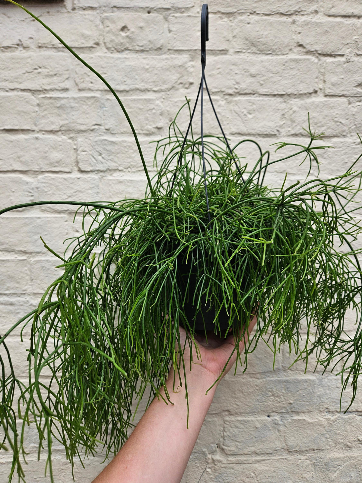 Rhipsalis Baccifera 'Oasis' Houseplant - Mistletoe Cactus Plant