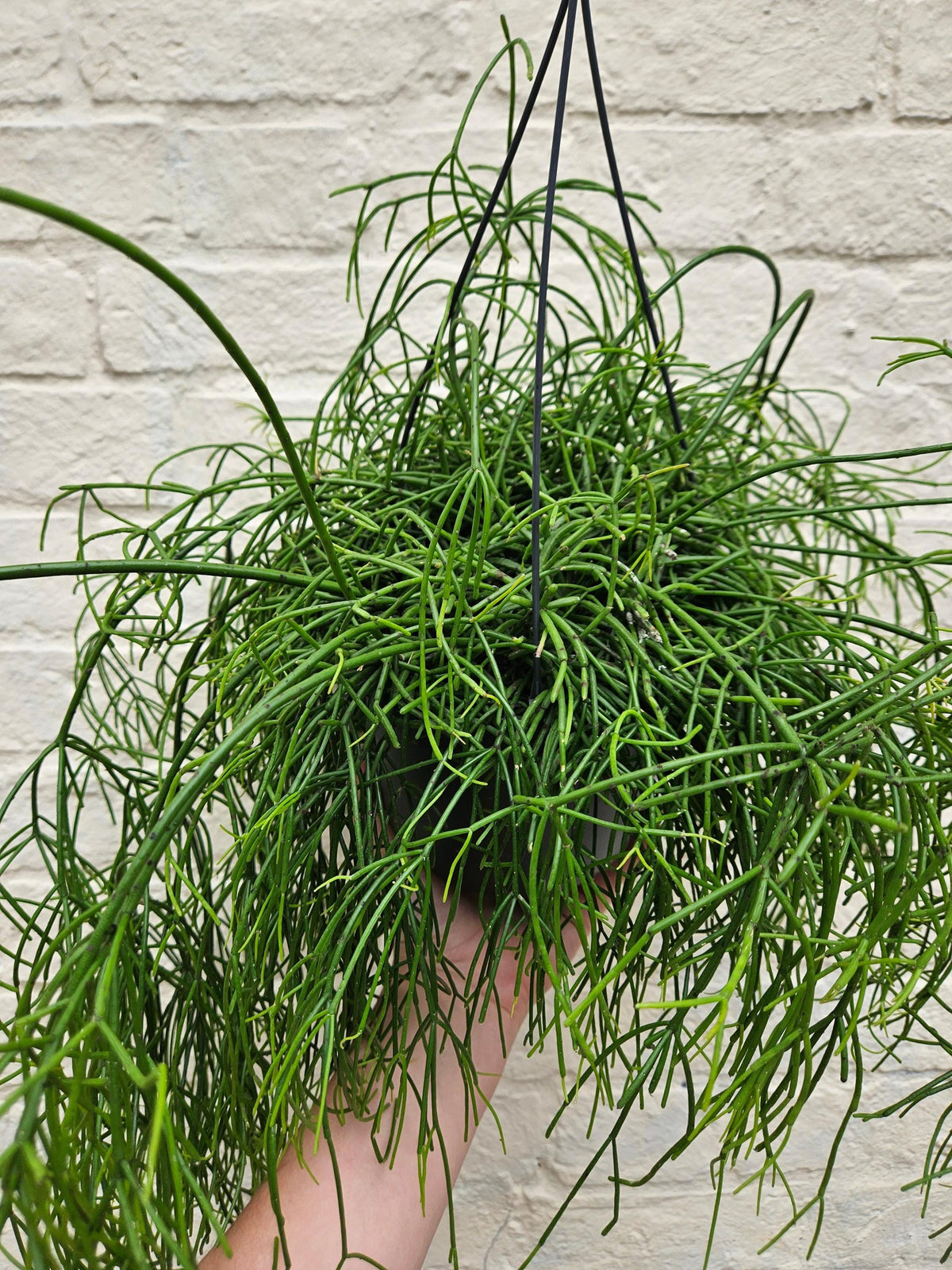 Rhipsalis Baccifera 'Oasis' Houseplant - Mistletoe Cactus Plant