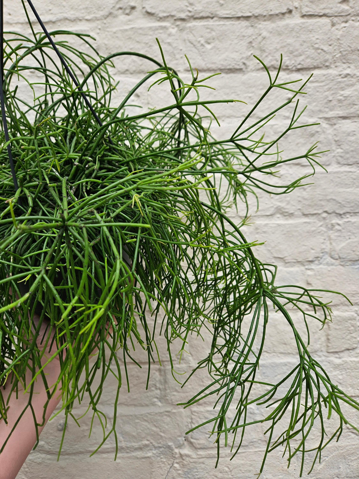 Rhipsalis Baccifera 'Oasis' Houseplant - Mistletoe Cactus Plant