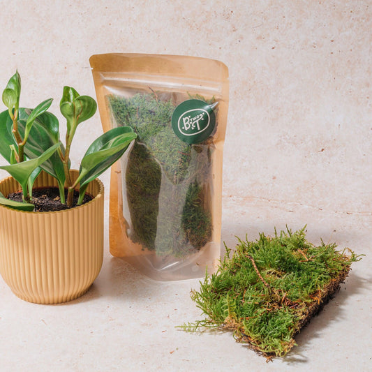 Plagiothecium Flat Moss - Terrarium Plant