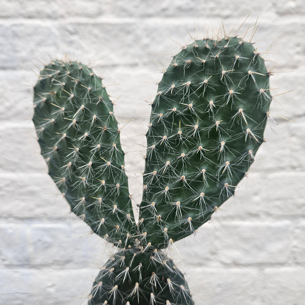 Opuntia pailana (Bunny Ears)