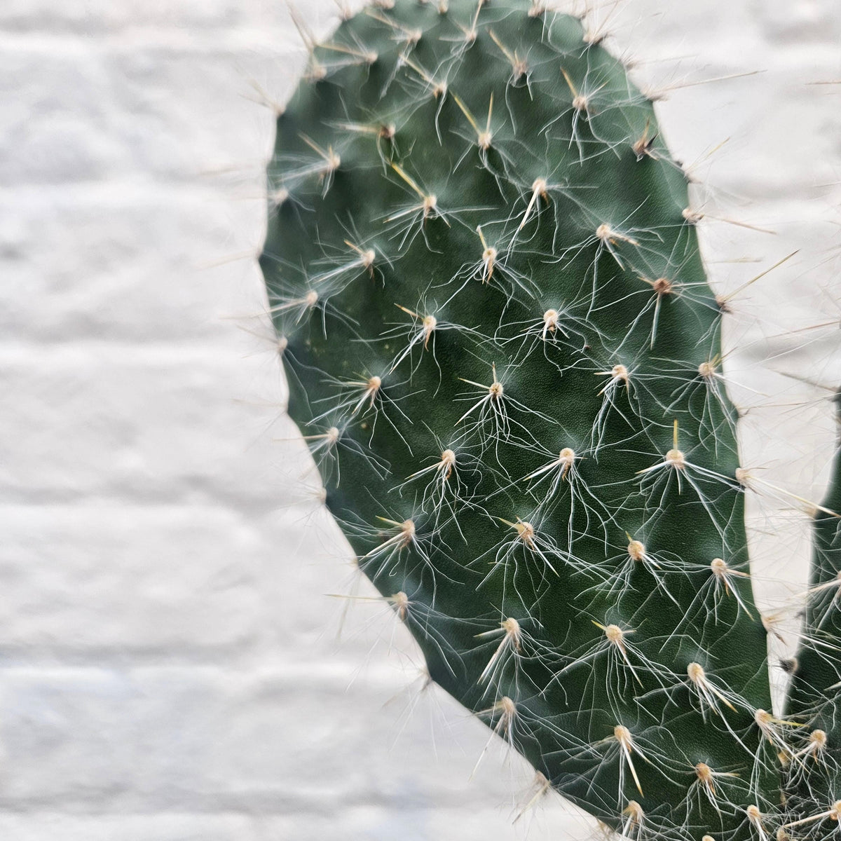 Opuntia pailana (Bunny Ears)
