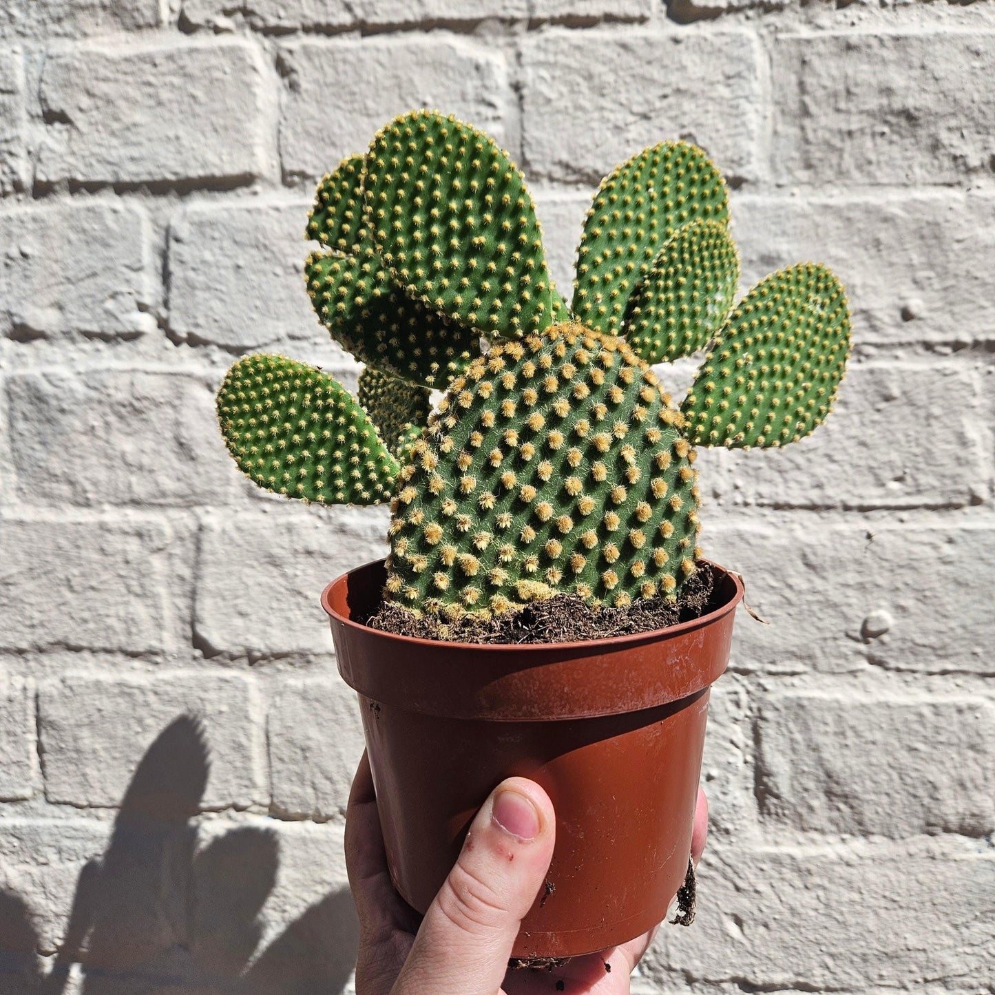 Opuntia microdasys (Bunny Ears)
