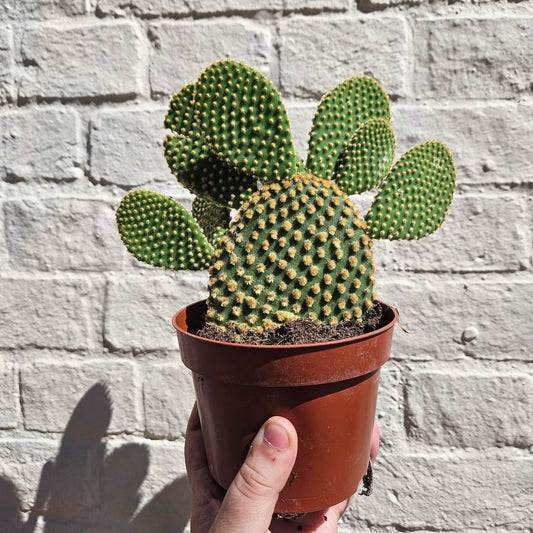 Opuntia Microdasys Cactus Houseplant - Bunny Ear Cactus