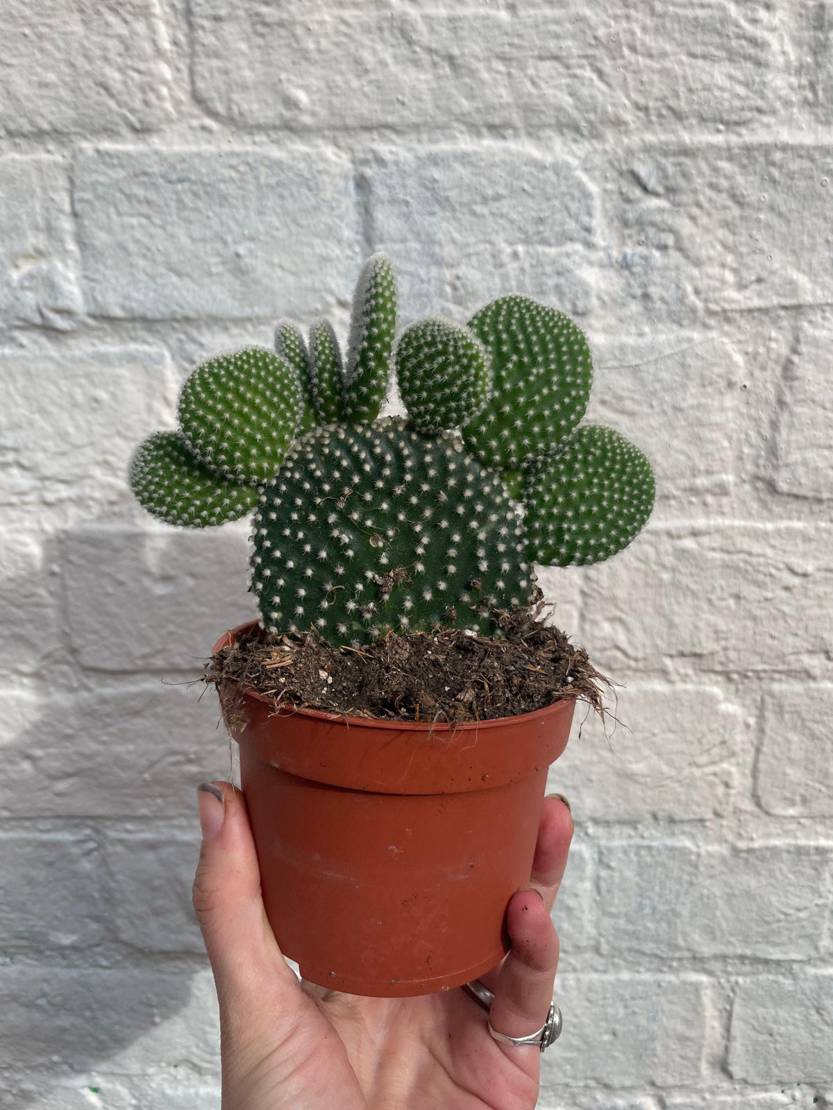 Opuntia microdasys (Bunny Ears)