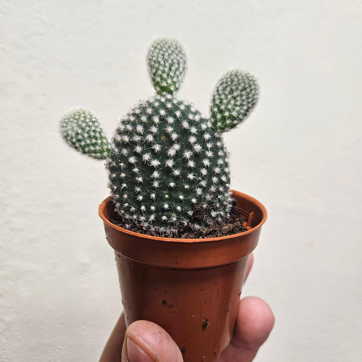 Opuntia microdasys (Bunny Ears)