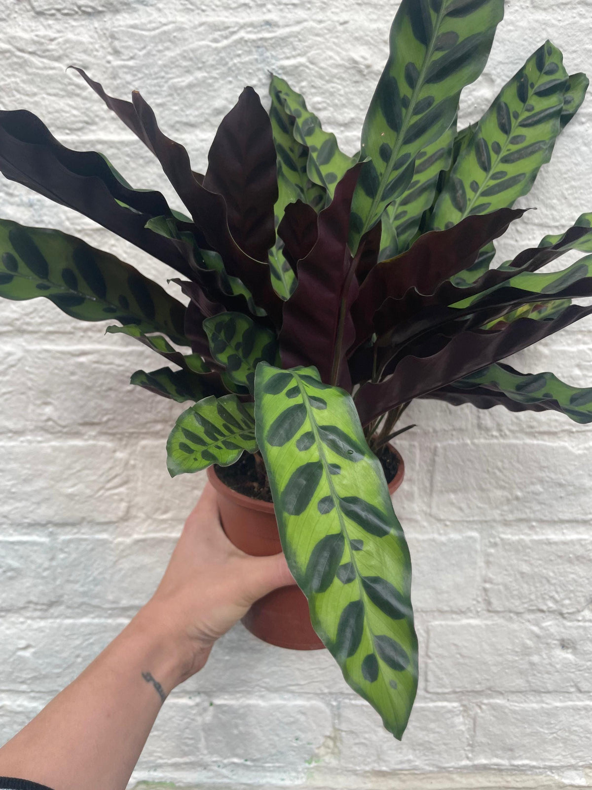 Calathea lancifolia (Rattlesnake plant)