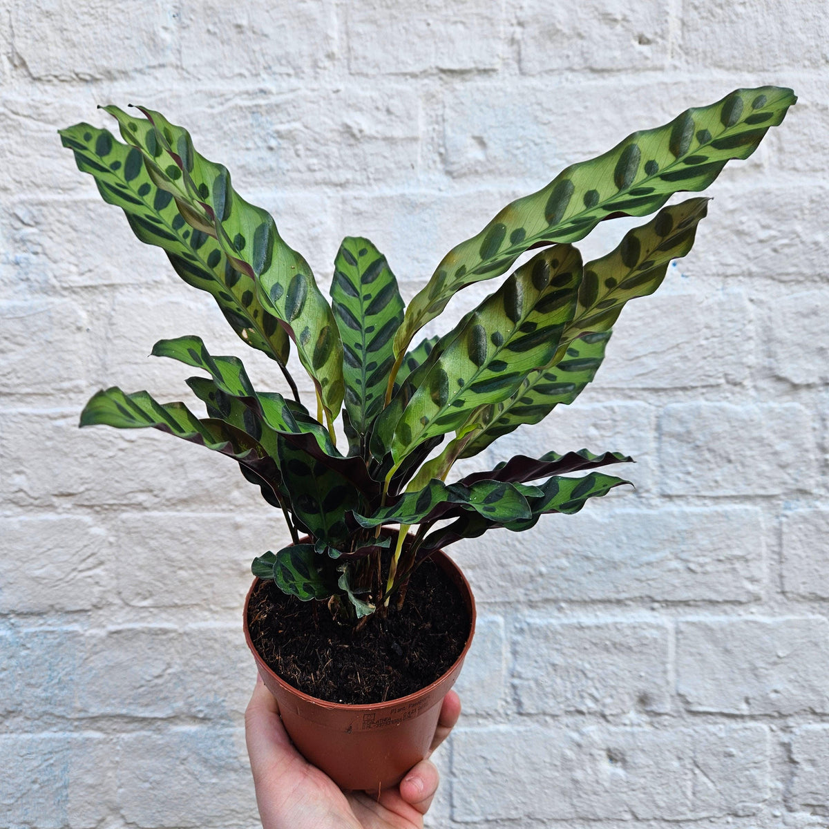 Calathea lancifolia (Rattlesnake plant)