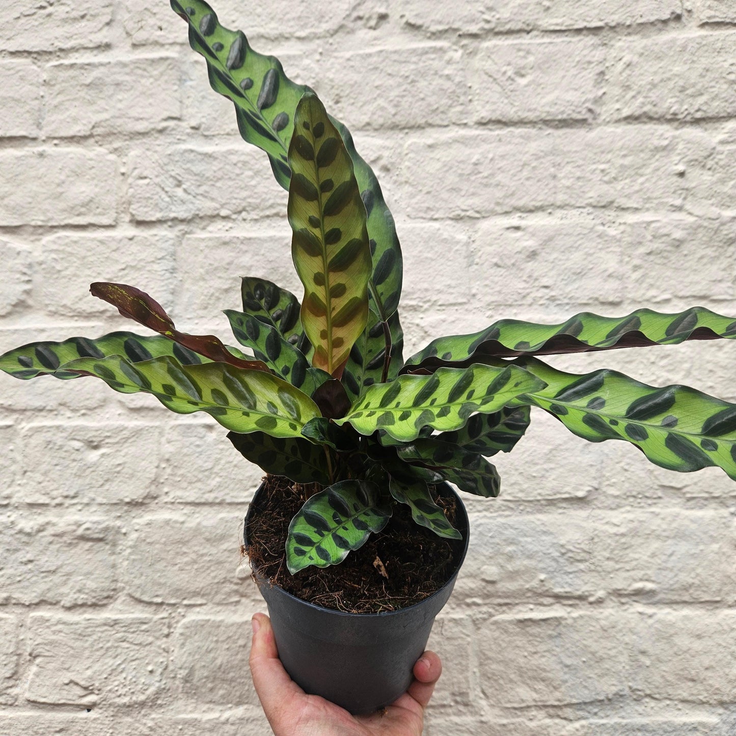 Calathea lancifolia (Rattlesnake plant)