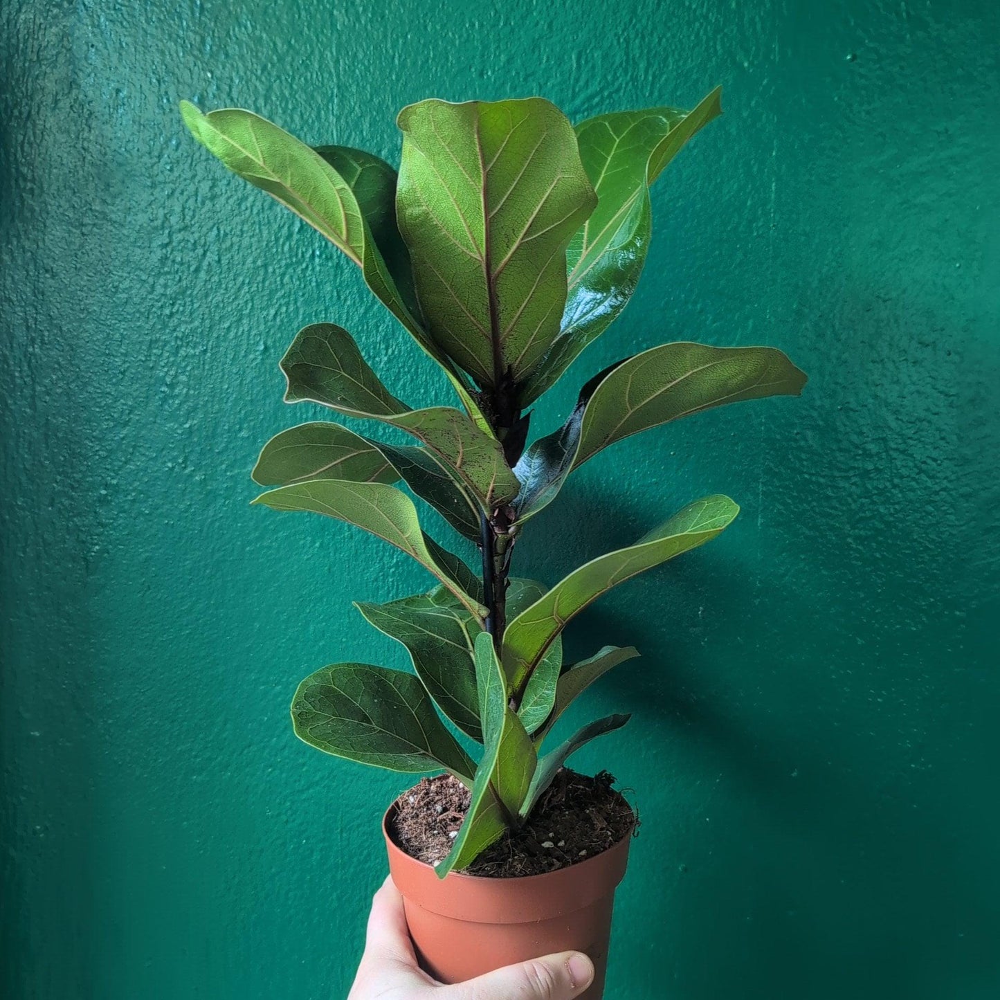 Ficus lyrata 'Bambino' (Dwarf Fiddle leaf fig)