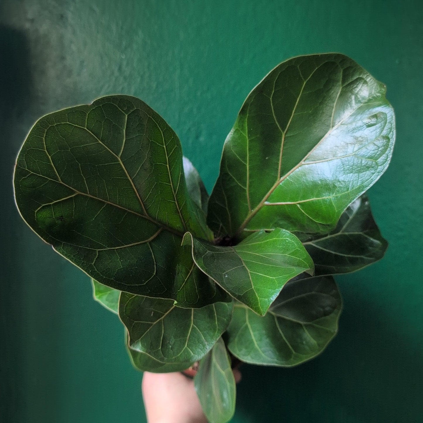Ficus lyrata 'Bambino' (Dwarf Fiddle leaf fig)