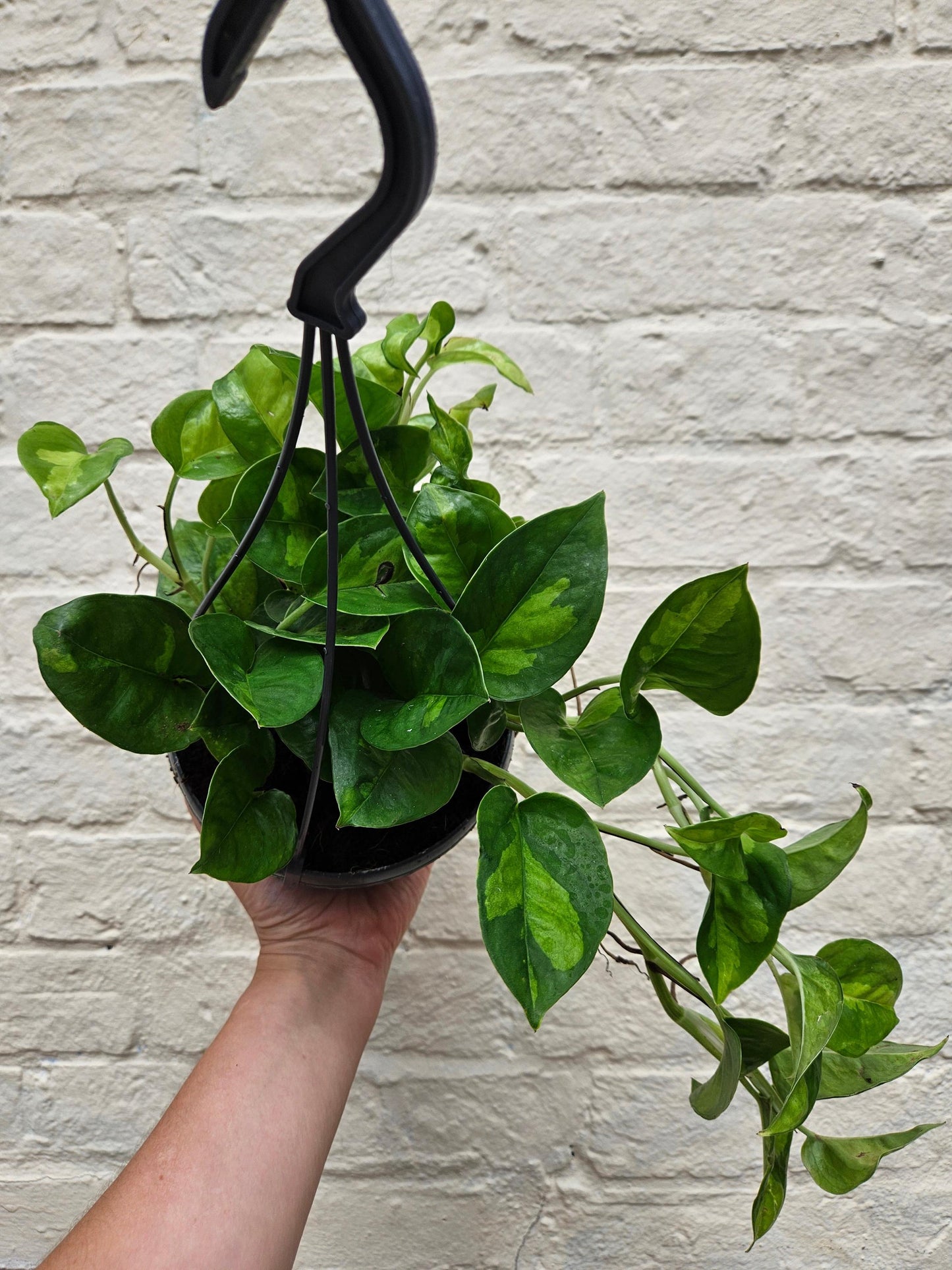 Epipremnum pinnatum 'Global Green' (Pothos)