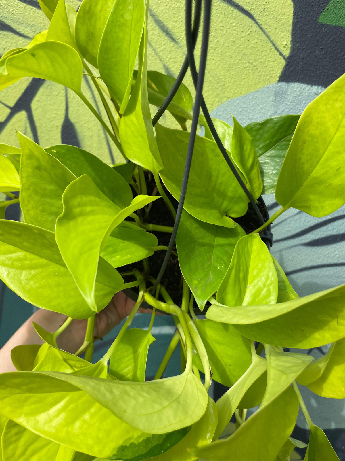 Epipremnum Aureum 'Neon' (Pothos)