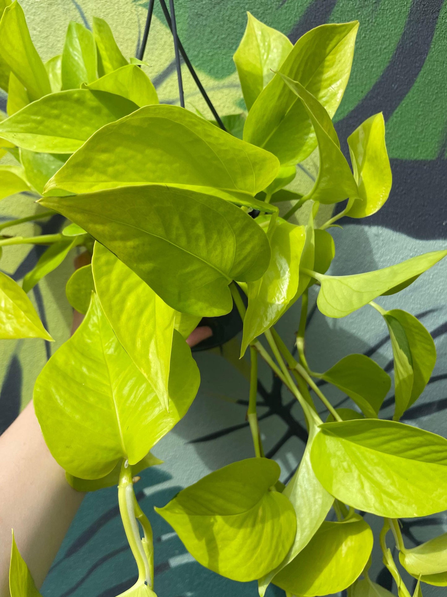 Epipremnum Aureum 'Neon' (Pothos)