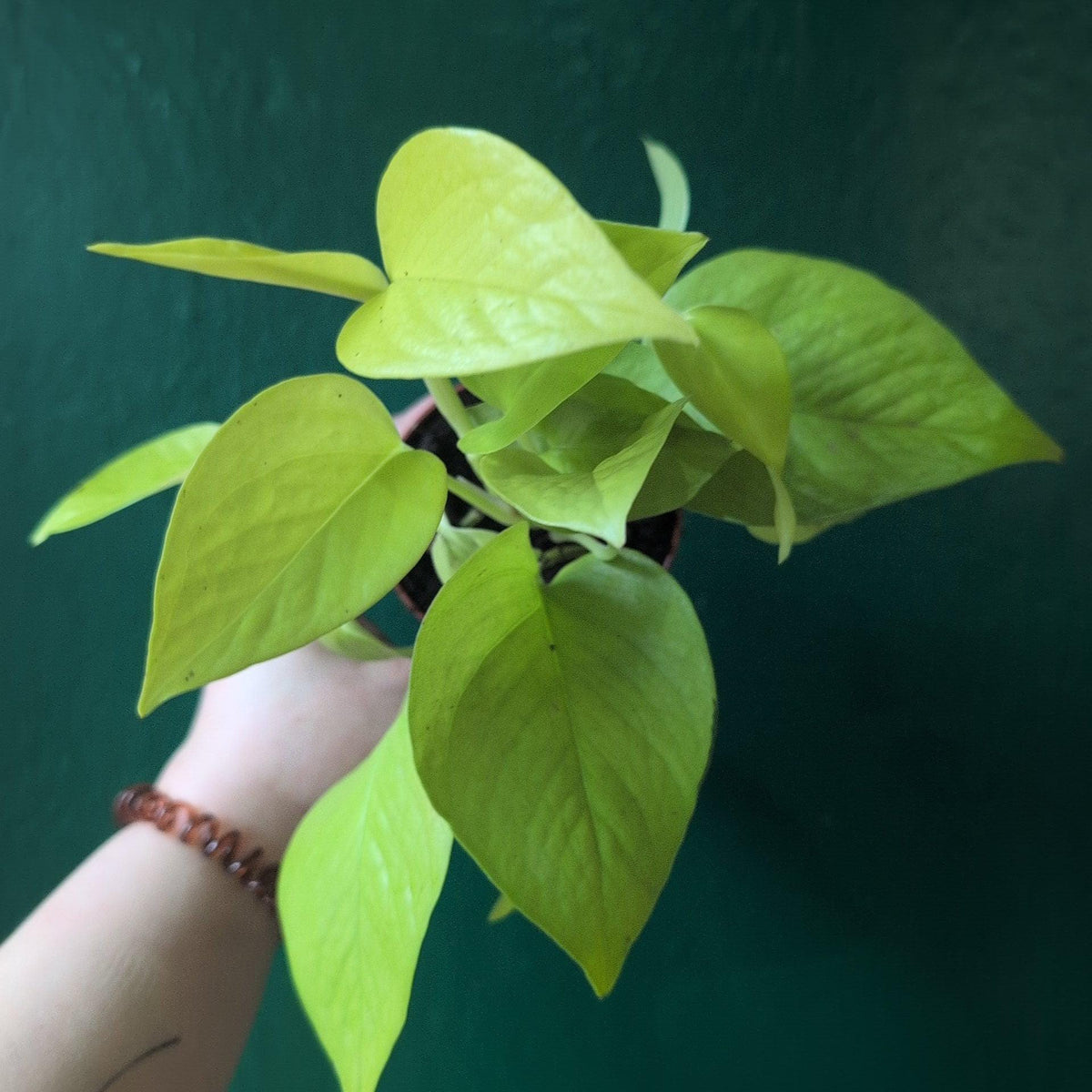 Epipremnum Aureum 'Neon' (Pothos)