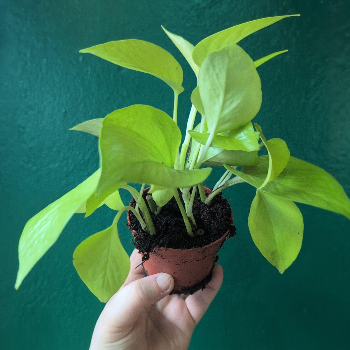 Epipremnum Aureum 'Neon' (Pothos)